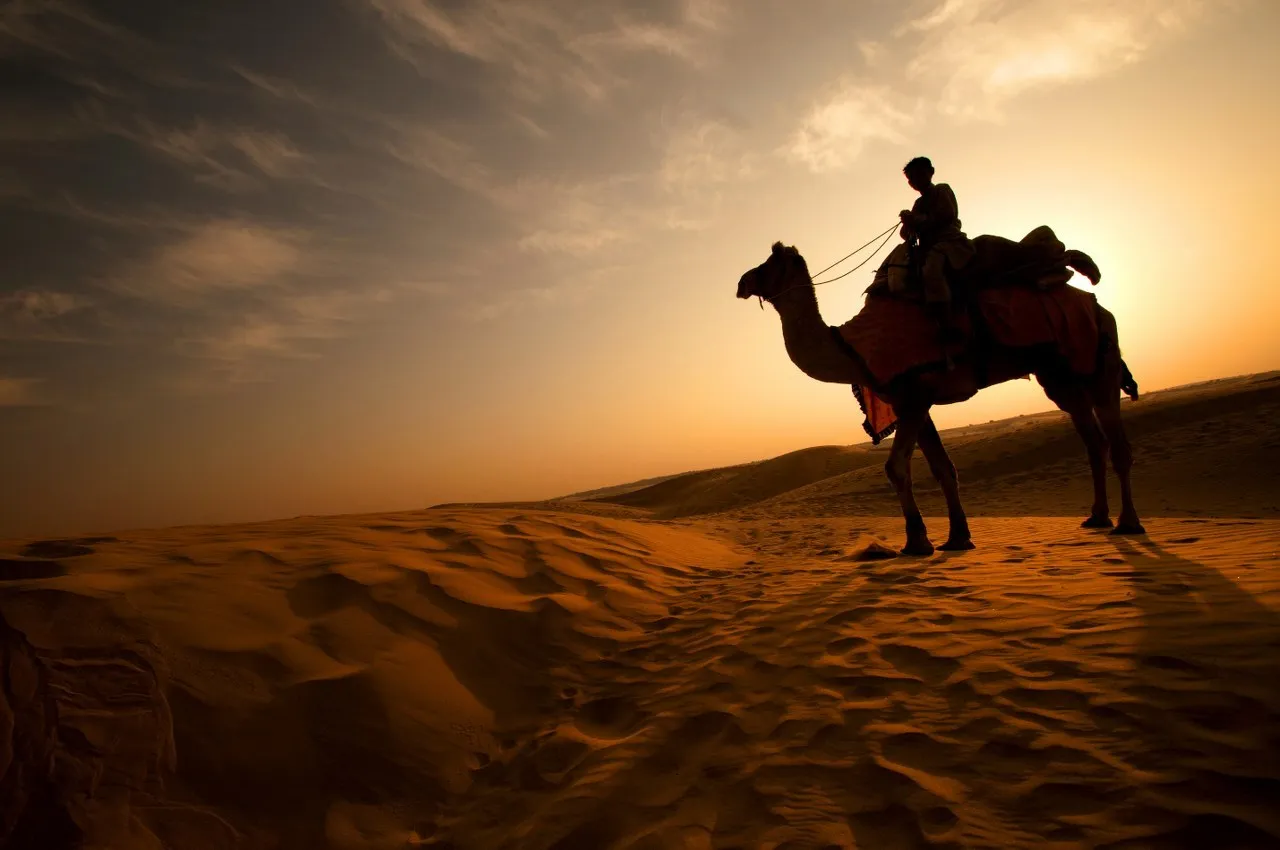 Camel and rider on the dunes at sunset